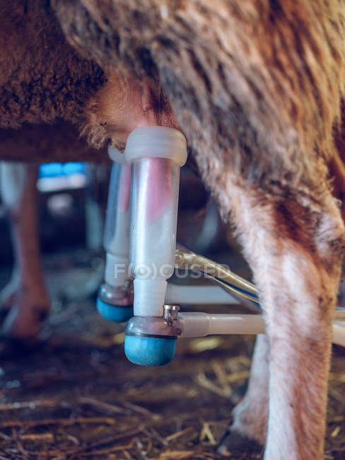 Використання обладнання для доїння овець — стокове фото