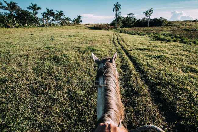 Cavallo grigio su campo verde con palme su sfondo — Foto stock