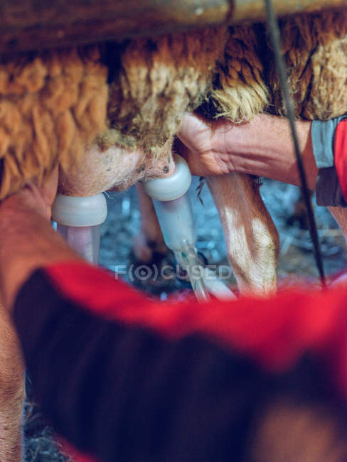 Agricultor ordenha ovinos com equipamento especial — Fotografia de Stock