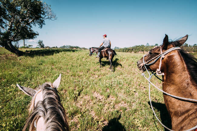 Vista de viajeros montando a caballo solos en hermosos campos verdes de Cuba bajo el cielo azul claro. - foto de stock