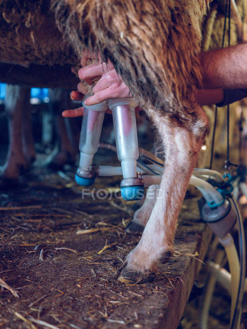 Farmer milking sheep with special equipment — Stock Photo