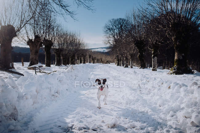 Собака гуляет по дороге зимой — стоковое фото