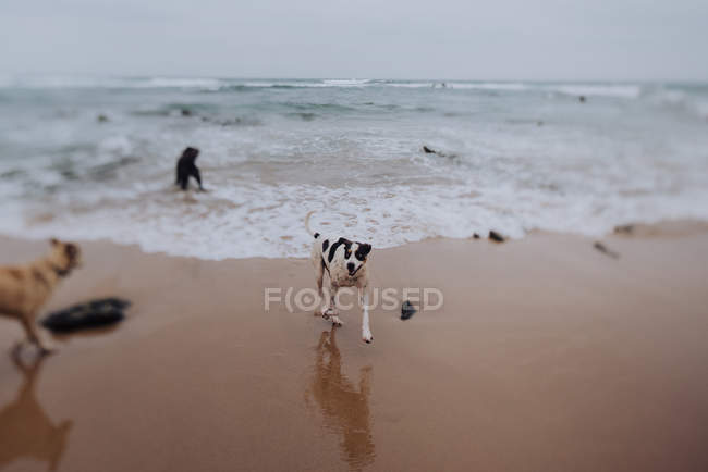 Собаки гуляют по мокрому песку — стоковое фото