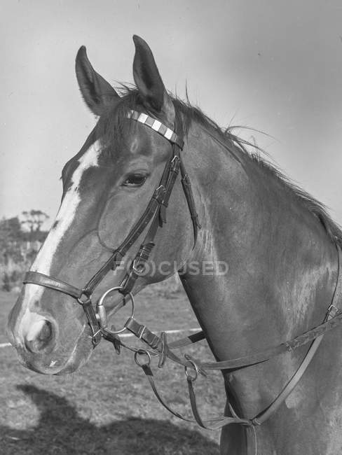 Foto en blanco y negro de caballo con brida en el prado a la luz del día en Bélgica . - foto de stock