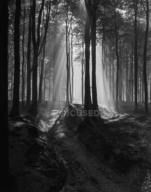 Vista misteriosa in bianco e nero della foresta con alberi penetrati dai raggi del sole, Belgio . — Foto stock