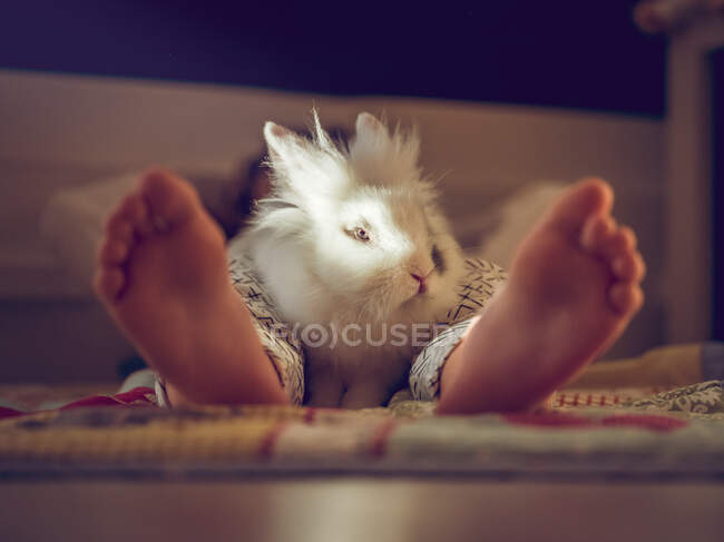 Legs of boy and white bunny — Stock Photo