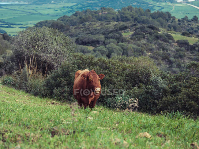 Vaca marrom que pastoreia em colina — Fotografia de Stock