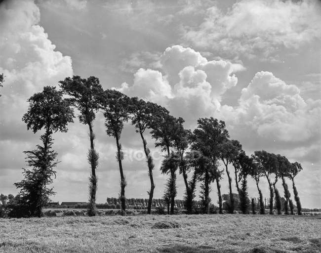 Black and white shot of lined trees in countryside, Belgium. — Stock Photo