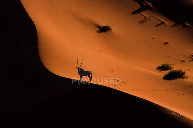 Антилопа, стоящая в песчаной пустыне — стоковое фото