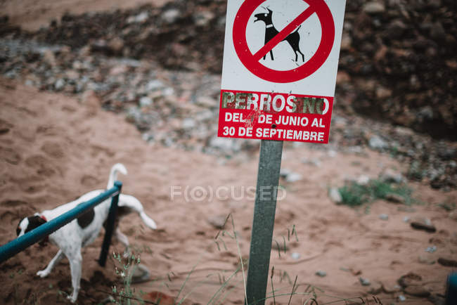 Hund pinkelt gegen Verbotsschild — Stockfoto