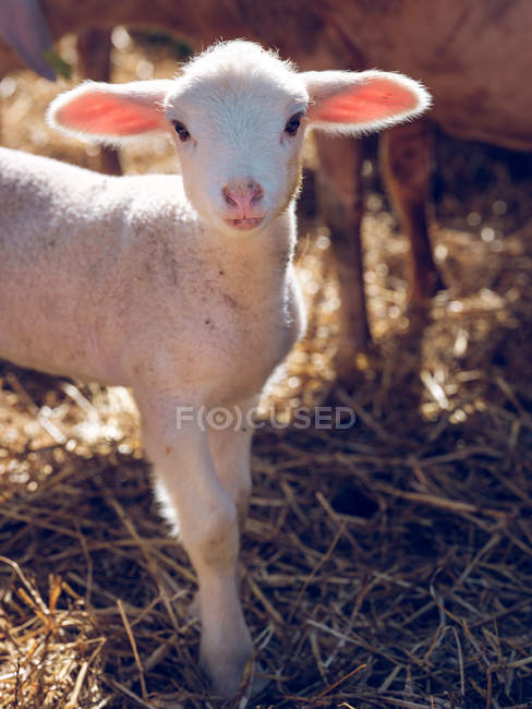 Carino pecora bambino — Foto stock