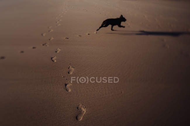 Hund läuft auf nassem Sand — Stockfoto