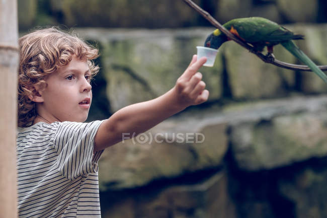 Ragazzo in età elementare che nutre pappagallo colorato nello zoo
. — Foto stock