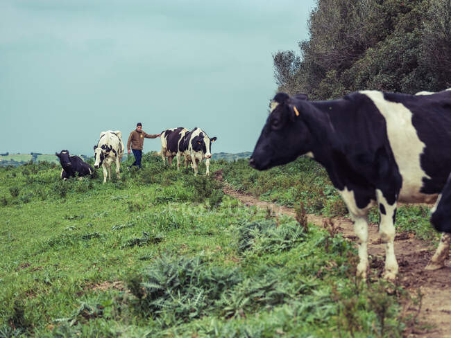 Unrecognizable farmer man walking with herd of pasturing cows on green meadow. RELEASE — Stock Photo