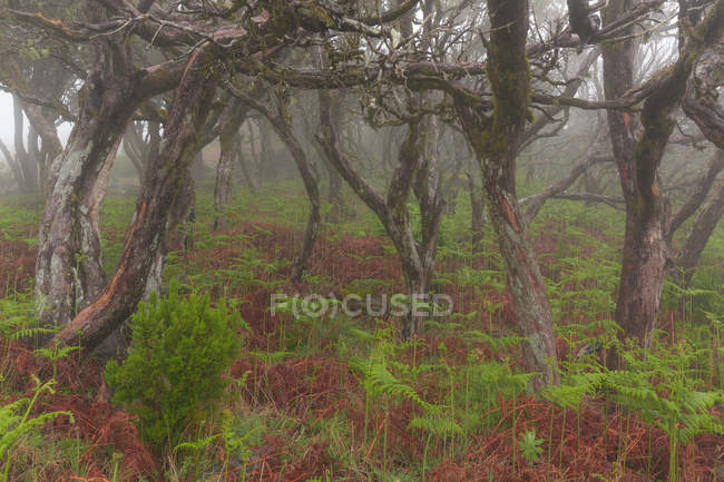 Alberi nudi che crescono nella foresta pluviale — Foto stock