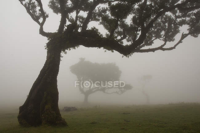 Bare trees in tropical forest — Stock Photo