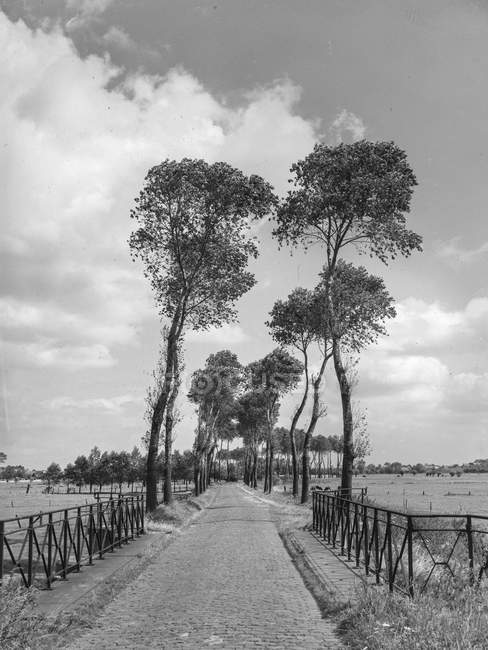 Black and white shot of park road scenery trees and fence, Belgium. — Stock Photo