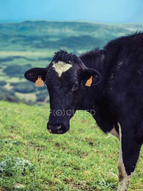 Vaca con etiquetas en las orejas - foto de stock