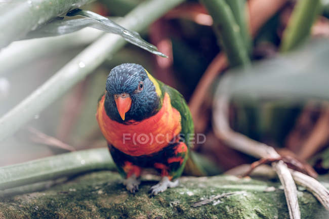 Close-up of bright-colored parrot perched on rock in zoo. — Stock Photo