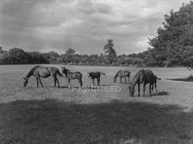 Black and white shot of horses standing grazing on meadow in sunshine, Belgium. — Stock Photo