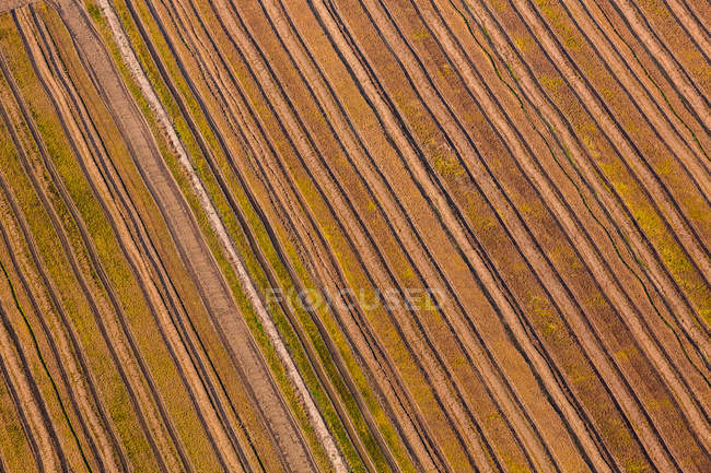 Idyllic striped fields — Stock Photo