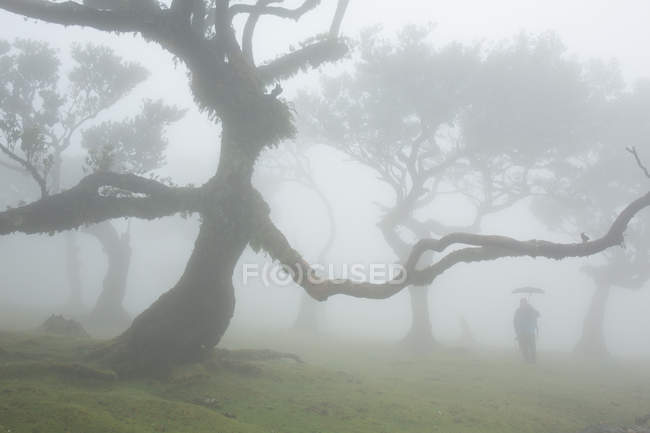 Темный силуэт рядом с большими деревьями — стоковое фото