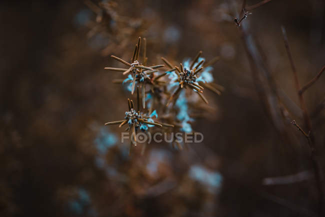 Branches with dry needles — Stock Photo