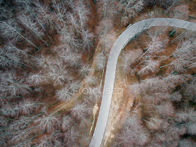 Estrada vazia na floresta — Fotografia de Stock