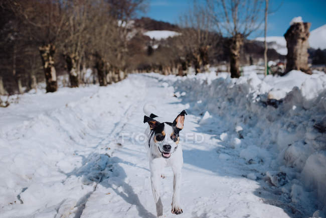 Perro corriendo por carretera en invierno - foto de stock