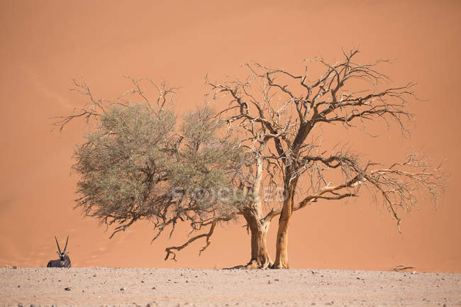 Antelope standing near dead trees — Stock Photo