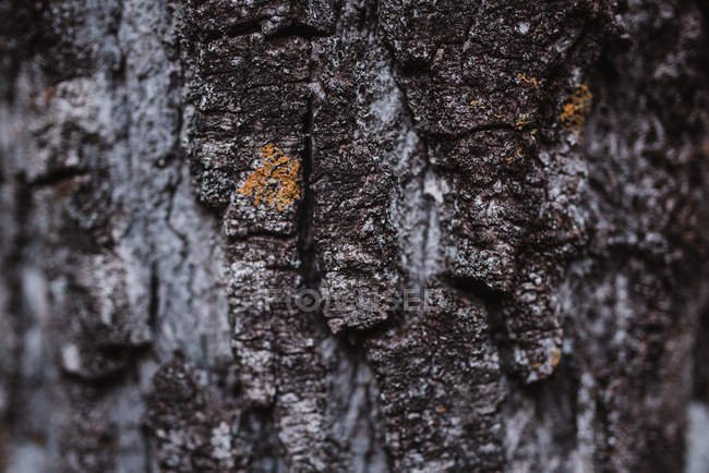 Tree bark texture — Stock Photo
