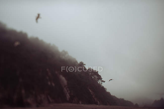Птицы летят над скалой и морем — стоковое фото
