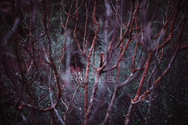 Branches d'automne dans la forêt — Photo de stock
