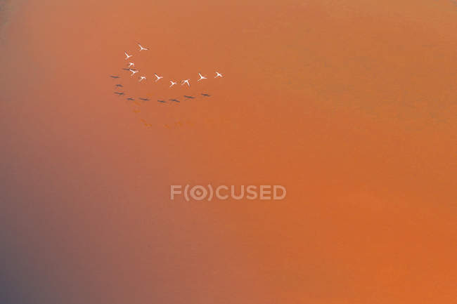 Vogelschwarm über Feld — Stockfoto