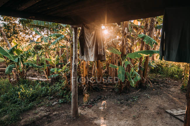 Casa rural remota patio con vista de exuberante bosque tropical verde en el sol brillante, Cuba - foto de stock