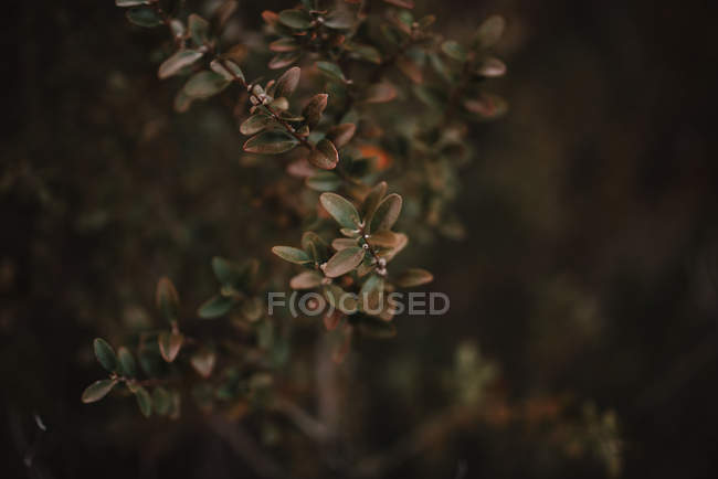 Ramo de arbusto com folhas — Fotografia de Stock