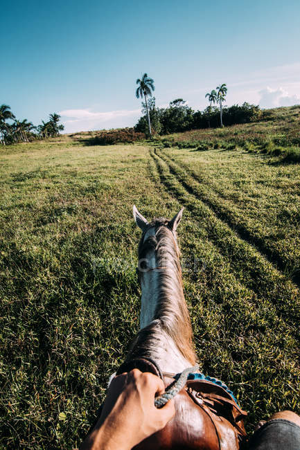 Cavalo cinza no campo verde com palmas no fundo — Fotografia de Stock