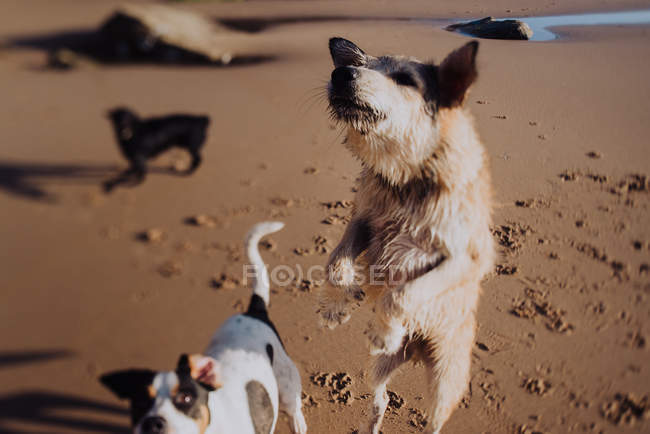 Perros jugando en arena mojada - foto de stock