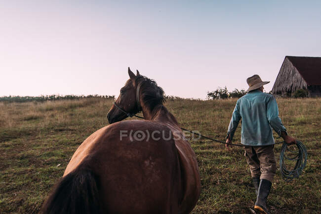 Vista posteriore dell'uomo con cavallo che torna a casa al crepuscolo sul verde campo rurale di Cuba. — Foto stock