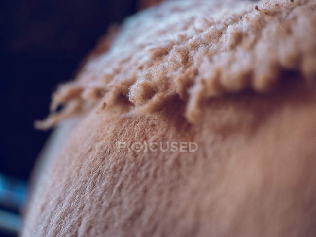 Skin of half-shaven sheep — Stock Photo