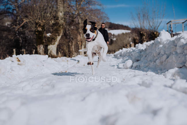 Dog running on road in winter — Stock Photo