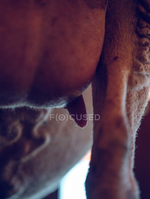 Nipple of milking goat — Stock Photo