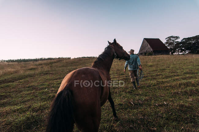 Обратный вид человека с лошадью, идущего домой в сумерках на зеленом сельском поле Кубы. — стоковое фото