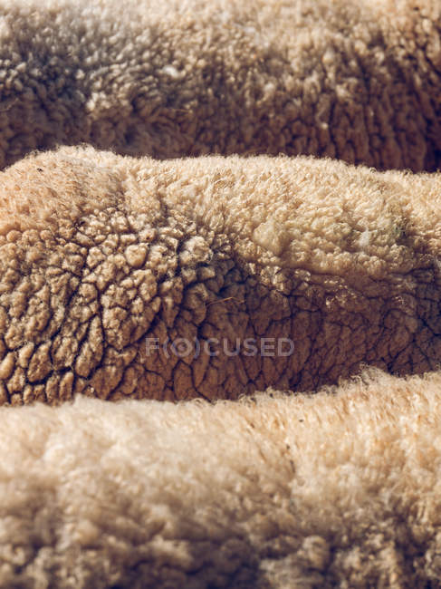 Rücken flauschiger weißer Schafe — Stockfoto