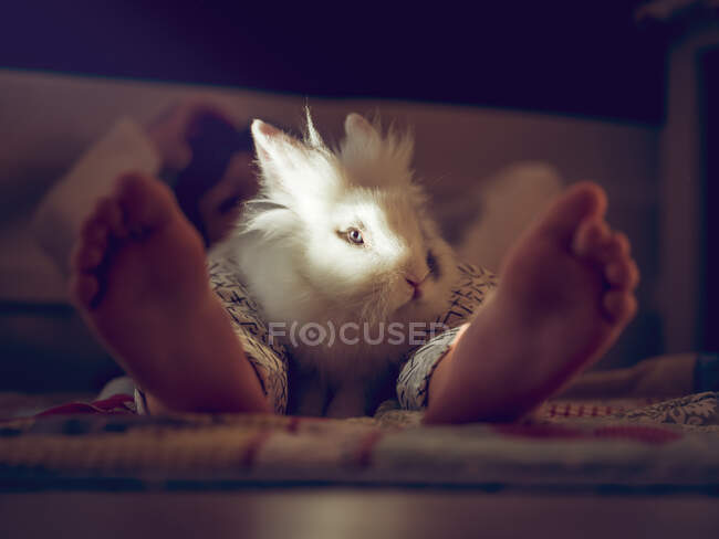 Gambe di ragazzo e coniglietto bianco — Foto stock