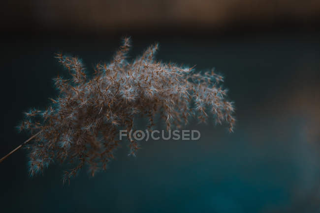 Dry grass with fluffy seeds — Stock Photo