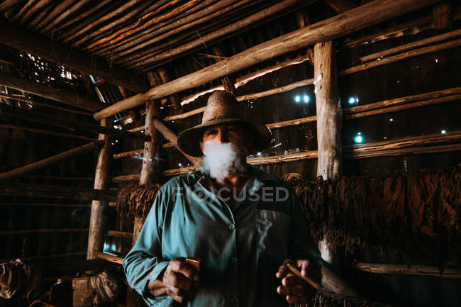 La habana, cuba - 1. Mai 2018: Einheimischer raucht Zigarre und blickt in die Kamera zwischen Tabakblättern, die in einer Scheune trocknen. — Stockfoto