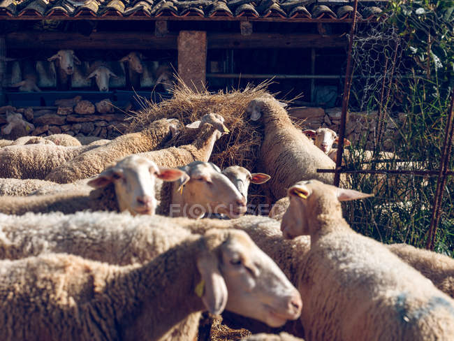 Овцы, стоящие на земле с сеном — стоковое фото
