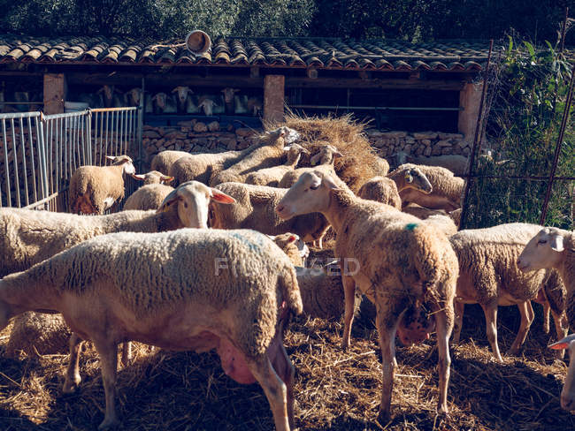 Pecore in piedi a terra con fieno — Foto stock
