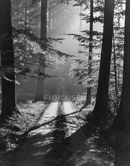 Vue mystérieuse de la forêt en noir et blanc avec des arbres pénétrés par les rayons du soleil, Belgique . — Photo de stock